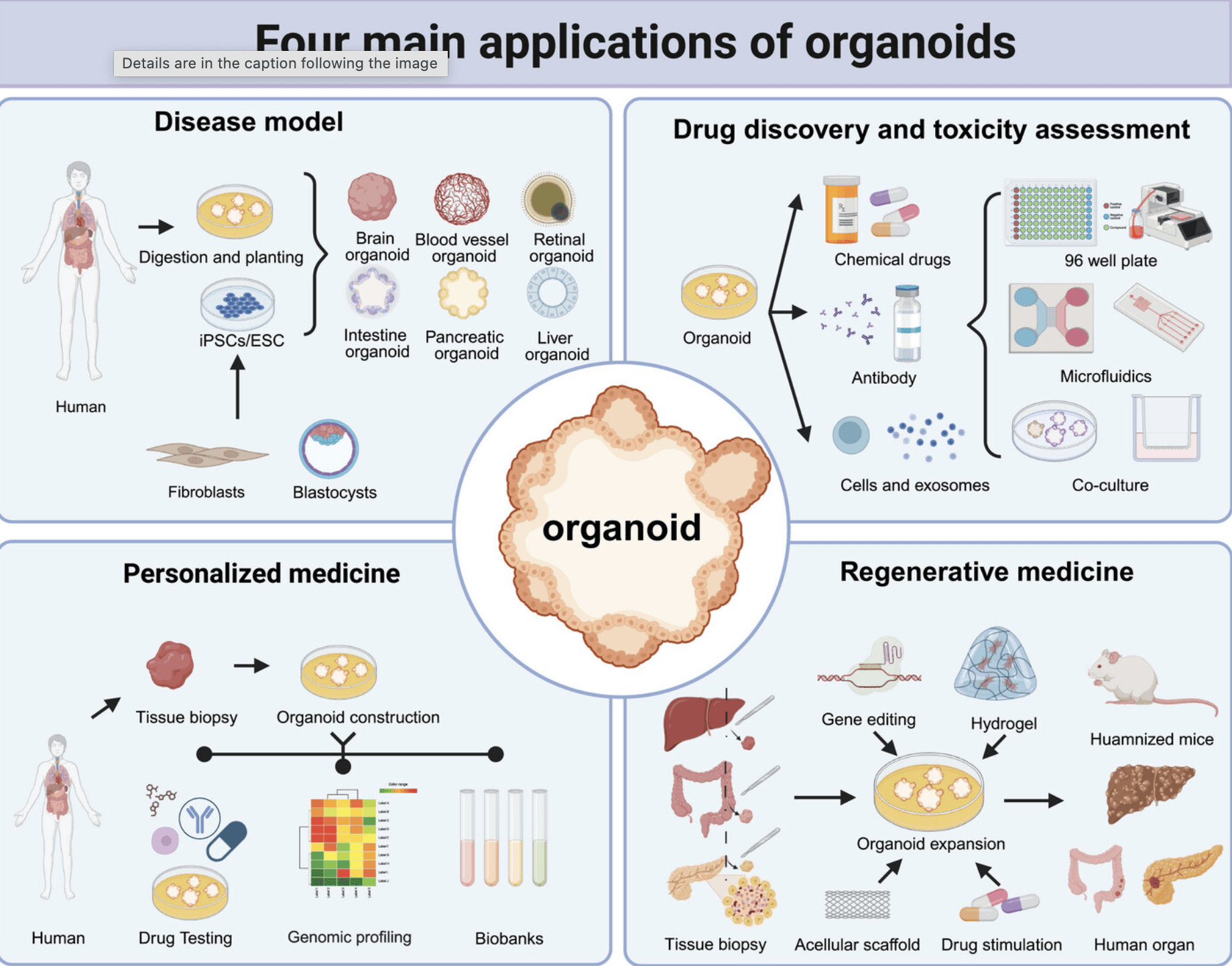 Organoid-Based Toxicity Testing as a Replacement for Animal Models
