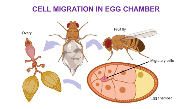 Schematic illustration of cell migration in fruit fly.