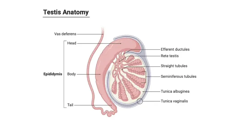 Breakthrough in Reproductive Science: Test-Tube Testes