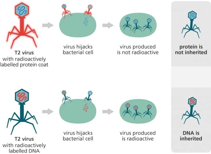 DNA Data Storage: The Future of Biological Archiving