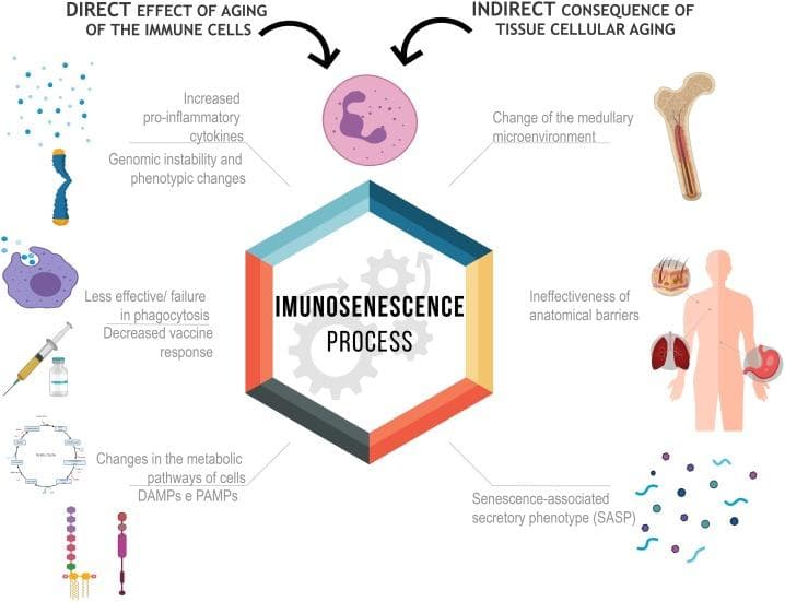 Immunosenescence: Biological Ageing of the Immune System and Its Impact on Human Health