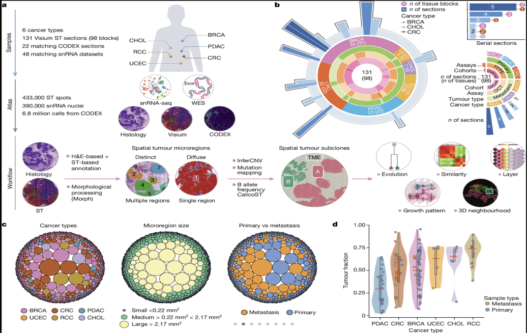 Single-Cell and Spatial Frameworks for Tumor Microenvironment Mapping